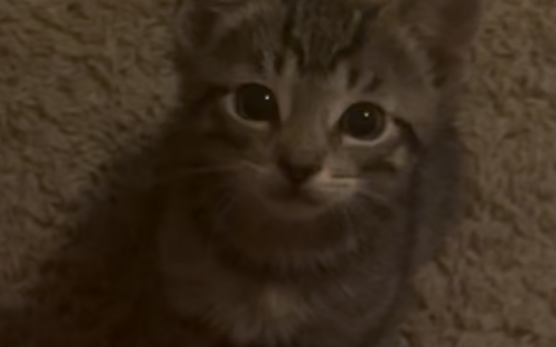 Imagem de um gatinho